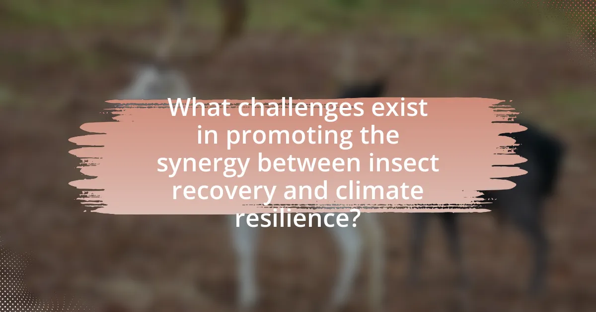 What challenges exist in promoting the synergy between insect recovery and climate resilience?