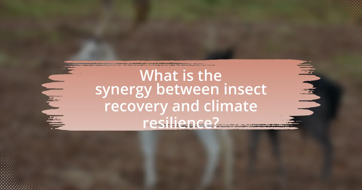 What is the synergy between insect recovery and climate resilience?